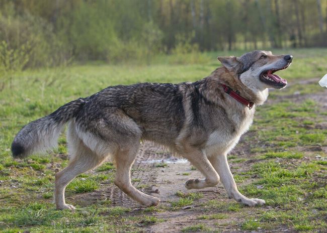 Видео: необычный чешский волчек